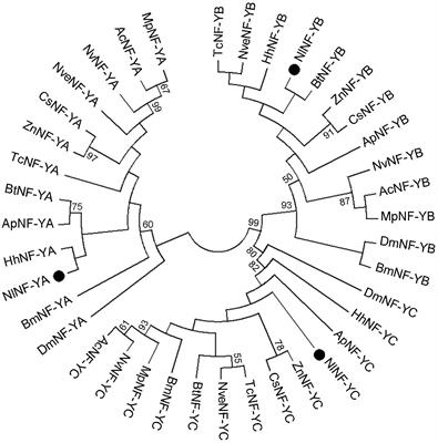 Functional Analysis of Nuclear Factor Y in the Wing-Dimorphic Brown Planthopper, Nilaparvata lugens (Hemiptera: Delphacidae)